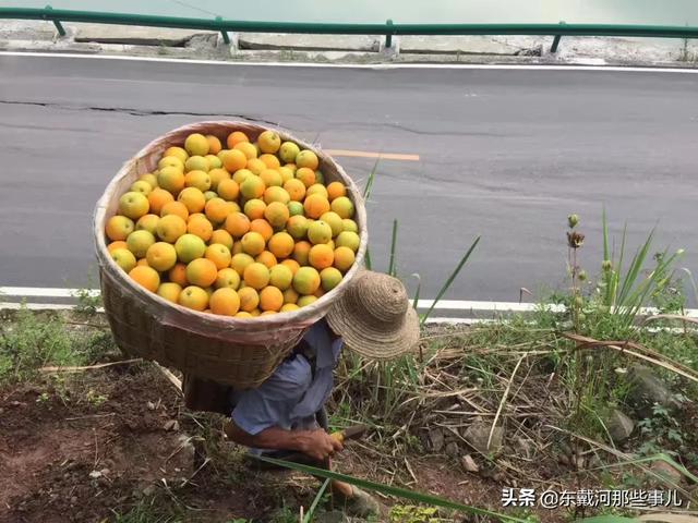 为湖北拼单，当季现摘秭归夏橙，汁水超足，清爽整个夏天12