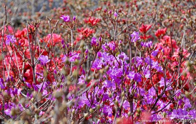 杜鹃花语