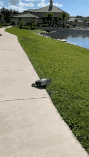 爆笑的动图GIF：你的男朋友正在痴痴地看着你