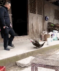 爆笑的GIF动态图：哎呀，你都饿成这样了！