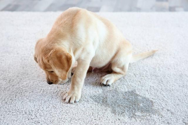 狗狗憋著尿一直不尿怎麼辦(狗狗能憋多長時間不拉尿)-艾拉養犬