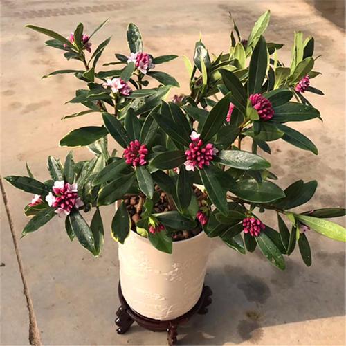 瑞香花