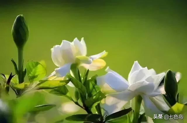 什么颜色代表友谊 什么颜色代表友谊（什么颜色代表友谊合作） 生活
