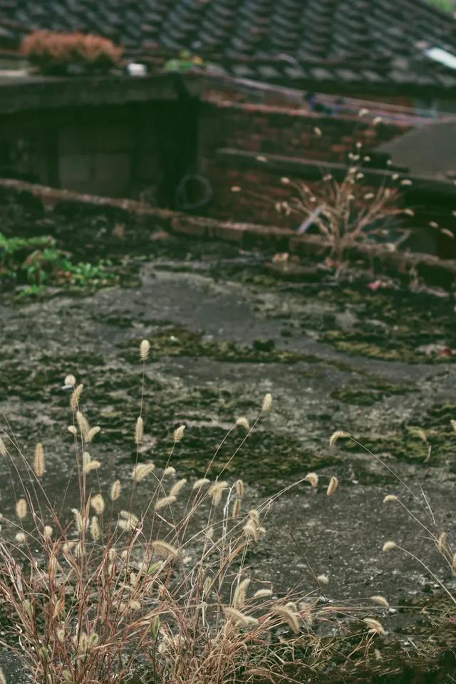 芙蓉花开 芙蓉花开（芙蓉花开花特点） 生活