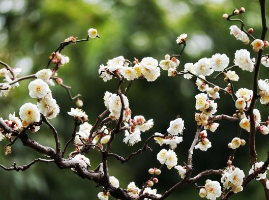 花名怎么取