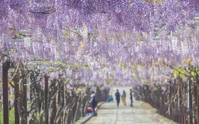 紫色的花