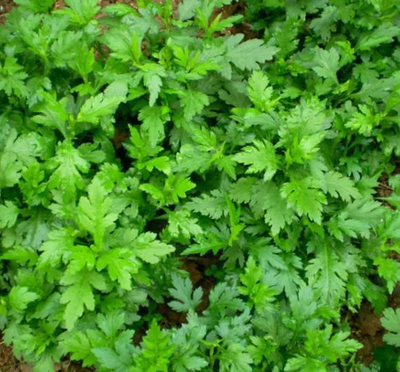 12種可食用野菜，怎麼做都好吃，再不挖點嘗嘗，就要老瞭