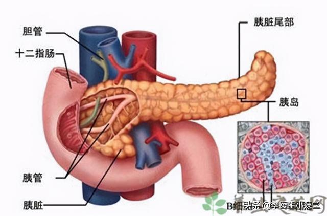 胰腺癌检查薄层核磁是什么意思