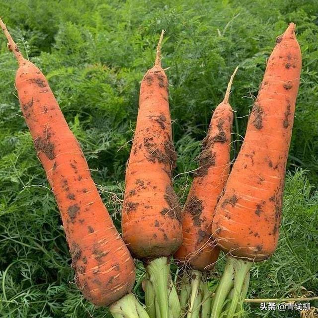 胡萝卜高产栽培及病虫害防治技术1