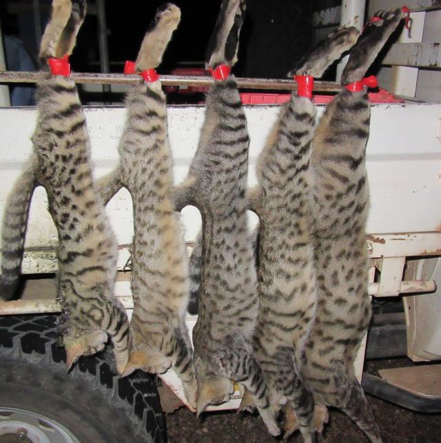 真猫皮大衣，暴利灰色的产业链背后，那么多的猫是哪来的？ - 全网搜