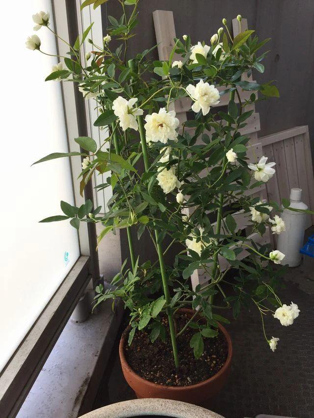 木香花为什么不能种