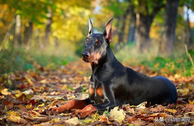 多伯曼犬 多伯曼犬（多伯曼犬和杜宾犬差异） 动物