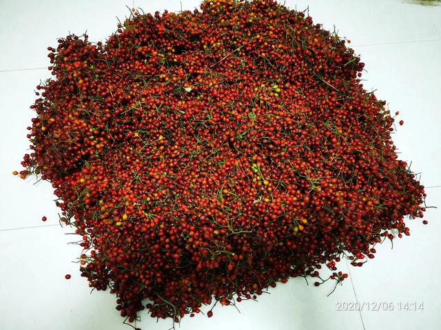 刚采收的蔷薇种子如何处理蔷薇花种子图片