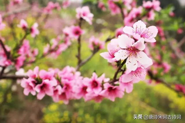 桃花流水是什么生肖