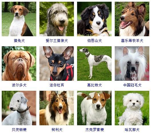 宠物犬