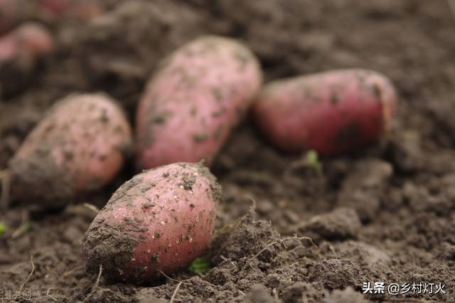 红薯在秋后施什么肥最好？用这些肥料，红薯产量会更高2