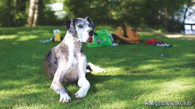 大丹麦犬