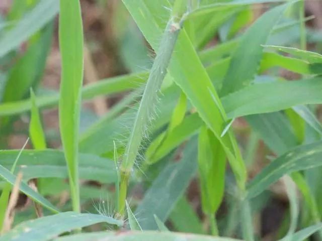 旱直播水稻技术/经验交流(二)一一芽后除草几个关键怎么办？6