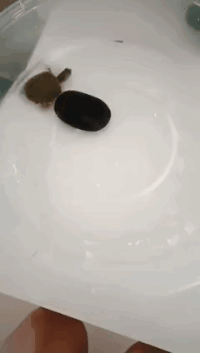 有意思的动态图GIF:双头乌龟,真的长见识了