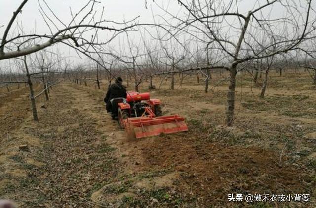 春季苹果萌芽期，要早施肥水、早修剪、早刻芽、早疏蕾、早喷药14