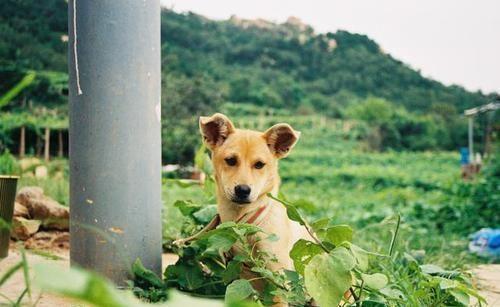 中国十大禁犬