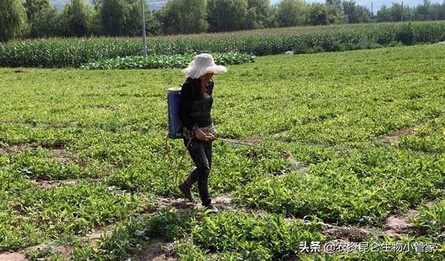 半夏烂根病怎么办？半夏黄叶死苗能治吗？防治半夏烂根黄叶的方法3