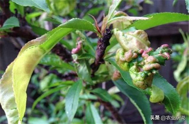 桃树种植病害的发生特点，及无害防治技术分析，果农朋友一起学学4