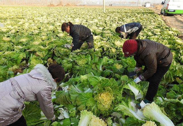 白菜“烂心”了？种植时间太早惹的祸，5点措施解决白菜“烂心”