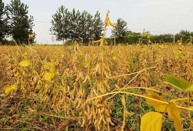 种植大豆，食心虫的危害有轻有重，农户们该如何正确防治？5