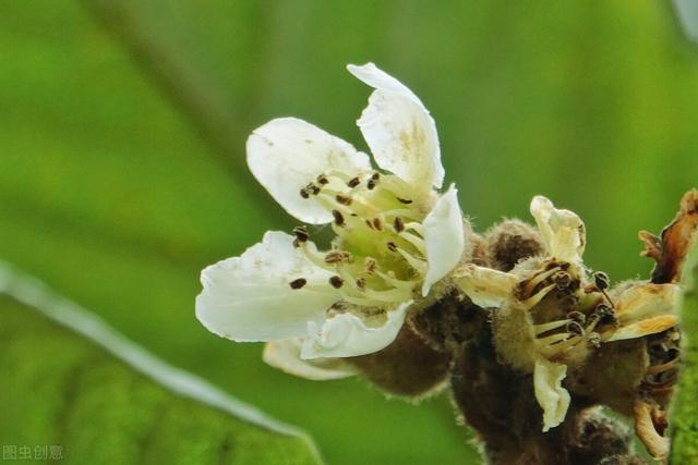 枇杷花