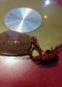 搞笑的GIF动态图：你们两个的舞姿一个比一个妖娆！