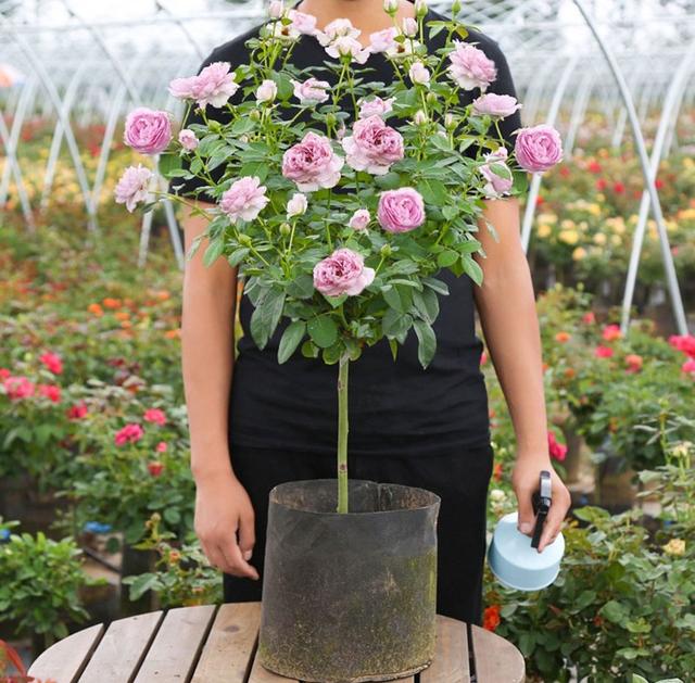 月季花品种介绍