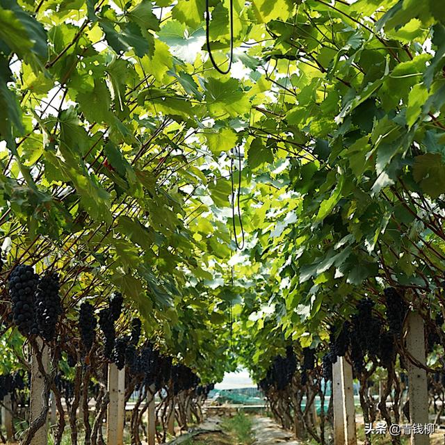 夏黑葡萄栽培关键技术