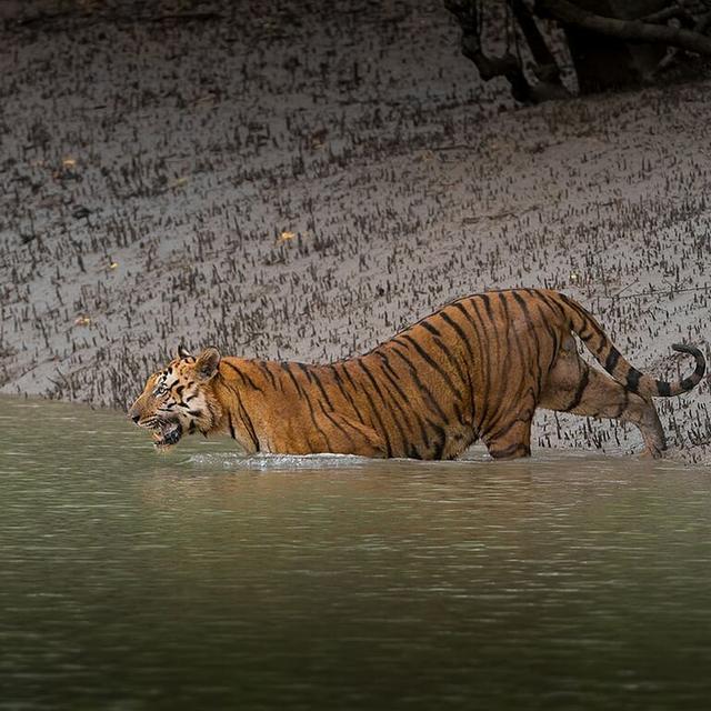 老虎怕水吗，老虎为什么怕水
