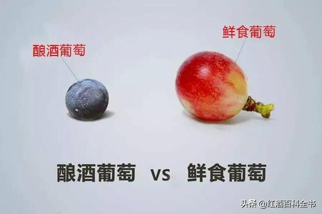 自酿葡萄酒过滤机的用处