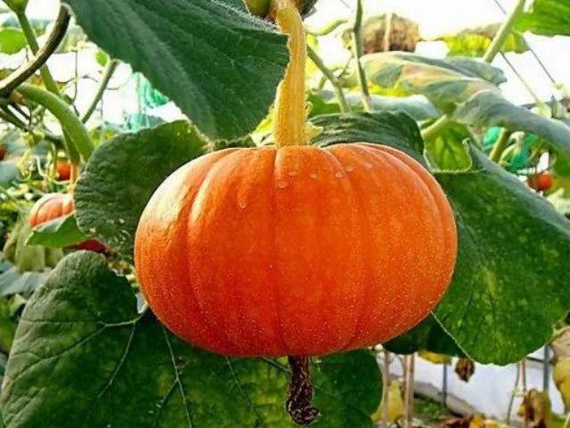 南瓜怎麼做才能饞哭隔壁老王傢的搗蛋孩子