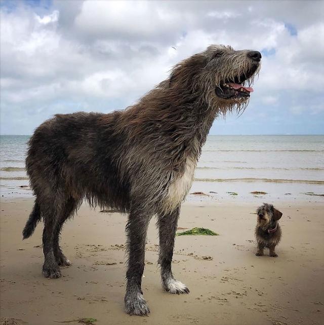 猎狼犬 猎狼犬（大型犬品种大全） 动物