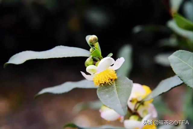 有人用茶树花酿黄酒，居然不上头5