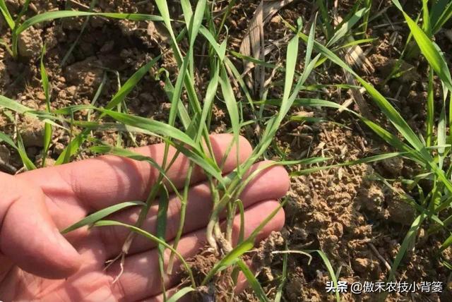 麦地里的节节麦杂草难防治？选对药物、找准时机、用对方法并不难5