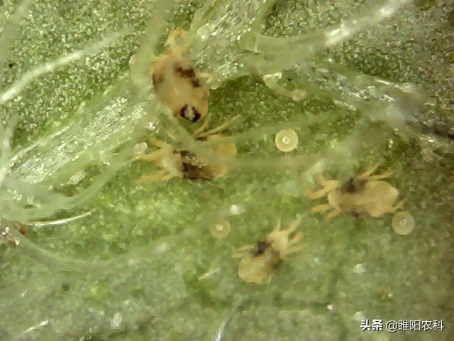 阿维菌素这几个配方，害虫、红蜘蛛、线虫通杀，还不产生抗药性4