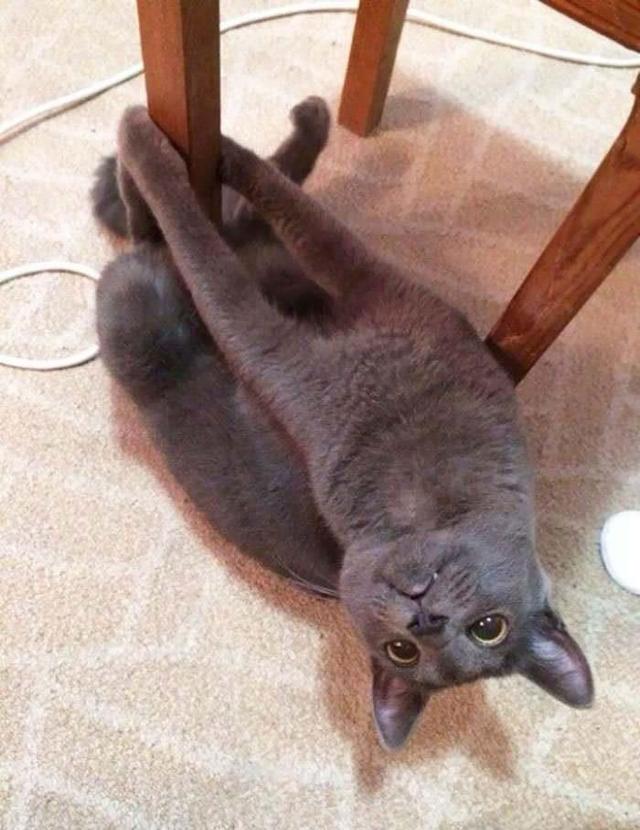 猫照片