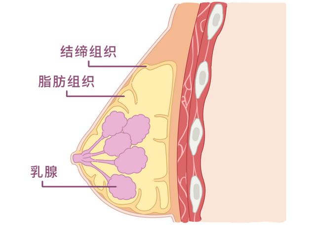 女生的胸围怎么算