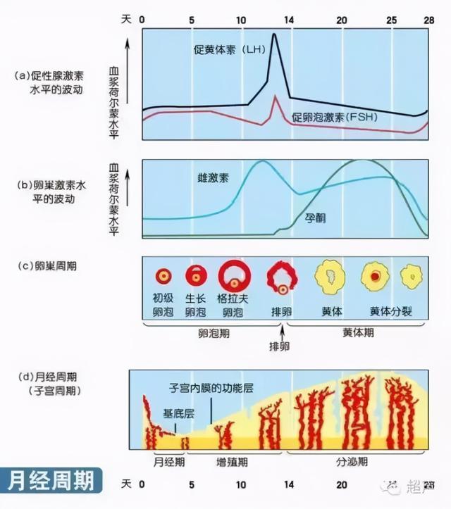 lh代表什么意思