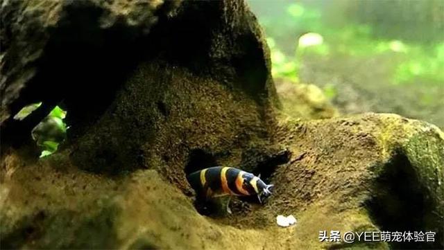 苦力泥鳅