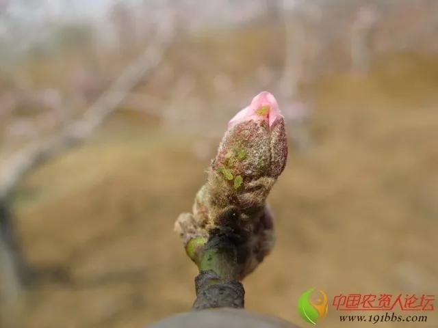 桃树蚜虫除不净！抗性强、繁殖快！掌握这几点药到虫净5