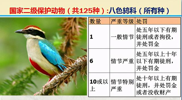 国家二级保护动物