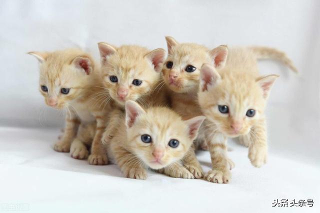 这哥们喜得五福星，却愁得变光头？