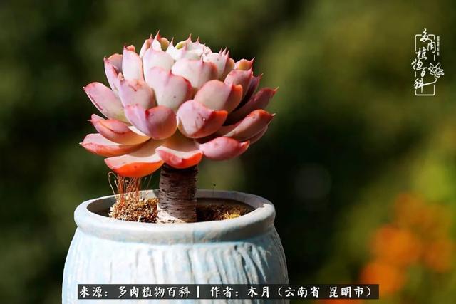 安康石英砂洗砂机厂家电话
