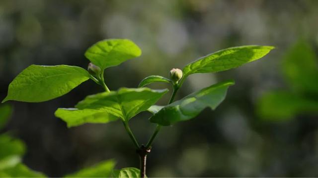 鸽子树