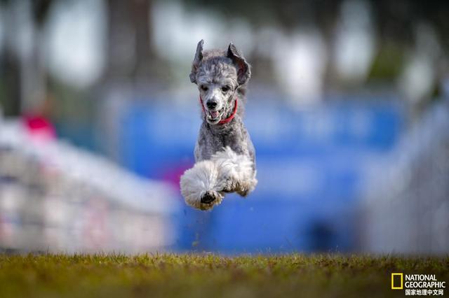 格雷伊猎犬